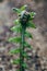 Close-up shot of fern branch with twirl about to open up