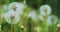 Close-up shot of field fo dandelions swaying in the wind