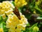 Close up shot of Fiery skipper eating the Lantana camara flower