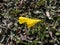 Close-up shot of the fine variety of hoop-petticoat daffodil Narcissus bulbocodium subsp. obesus with one bright yellow flower per