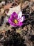 Close up shot of first of the spring wildflower American Liverwort in sunlight. Single pink flower