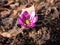 Close up shot of first of the spring wildflower American Liverwort in sunlight. Single pink flower