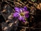 Close up shot of first of the spring wildflower American Liverwort in sunlight. Single pink and purple flower