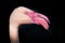 Close-up shot of a flamingo with its distinctive pink plumage against a black background