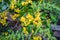 Close up shot of flowers ,seeds and leaves of Berberis darwinii, Darwinâ€™s barberry, is a species of flowering plant in the