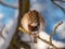 Close-up shot of the fluffy Eurasian tree sparrow Passer montanus sitting on a branch in bright sunlight in winter day. Detailed