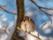 Close-up shot of the fluffy Eurasian tree sparrow Passer montanus sitting on a branch in bright sunlight in winter day. Detailed