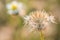 Close up shot of fluffy grass flower