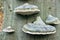 Close up shot of four`fomes fomentarius`