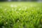 close up shot of fresh, dewy blades of lawn grass