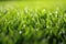 close up shot of fresh, dewy blades of lawn grass