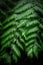 Close up shot of fresh fern, dark background