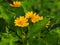 Close-up shot of the fresh and natural Wedelia trilobata yellow flower select focus