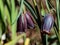 Close-up shot of fritillary Fritillaria caucasica. Narrow strap-shaped leaves and nodding umbels of distinctive, bell-shaped