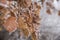 Close up shot of frozen leaves. Winter background