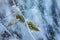 Close up shot of frozen waters with included of cracks, bubbles and herbs of baikal lake ice