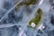 Close up shot of frozen waters with included of cracks, bubbles and herbs of baikal lake ice