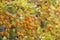 Close up shot of the fruits of Duranta erecta