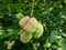 Close up shot of the fruits of the European bladdernutStaphylea pinnata, that are inflated papery capsules, ripening in autumn,