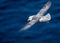 Close-up shot of a fulmar (Fulmarus glacialis) bird flying over the sea