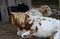 Close-up shot of furry cows laying on the ground on a farm