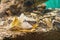 Close up shot of a Gaboon viper snake