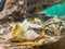 Close up shot of a Gaboon viper snake