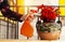 Close up shot of a gardener spraying a beautiful red flowers on clay vase with cherry fruit painting above wood table