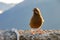 Close up shot of a Garrulax morrisonianus bird