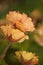 Close-up shot of geum in flower