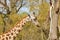 Close up shot of Giraffe eating in the beautiful West Midland Safari Park