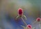 Close up shot of Globe Amaranth flower