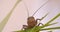 Close-up shot of grasshopper crawling on green leaves on white background.