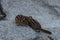 Close-up shot of a gray-collared chipmunk standing on a frost-covered stone