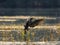 Close-up shot of Great Cormorant, landing on the lake surface in backlight