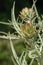 Close up shot of green artichokes growing in garden