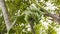 Close up shot of green bananas hanging on banana tree