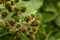 Close-up shot of green berry berries. Beautiful berry.