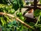 Close up shot of green coffee fruits growing on branches of Arabian coffee or arabica coffee Coffea arabica shrub