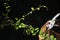 Close-up shot of the green fresh Siamese rough bush, Tooth brush tree with dark background.