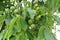 Close up shot of the green fruit of walnut leaves on a tree on a sunny day in spring