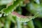 Close-up shot of a green leaf with many worms