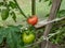 Close-up shot of green and maturing red tomatoes growing on a tomato plant in greenhouse in bright sunlight