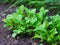 Close-up shot of green organic young arugula growing in a garden