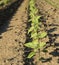 Close-up shot of green sunflower crops