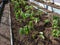 Close-up shot of green tomato plant seedlings growing in a soil in the greenhouse in bright sunlight. Vegetable seedlings