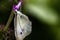 Close-up shot of a green veined butterfly in a blur