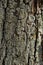 Close-up shot. Greenshield foliose white tube bone pillow lichen Parmeliaceae family Hypogymnia Physodes growing on bark