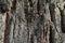 Close-up shot. Greenshield foliose white tube bone pillow lichen Parmeliaceae family Hypogymnia Physodes growing on bark