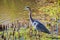 Close up shot of a grey heron in Gathering Place